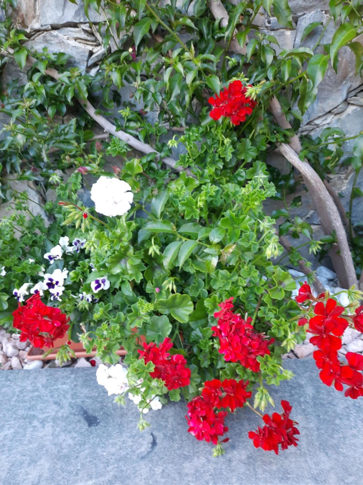 B&B Vignola Levanto Exteriör bild